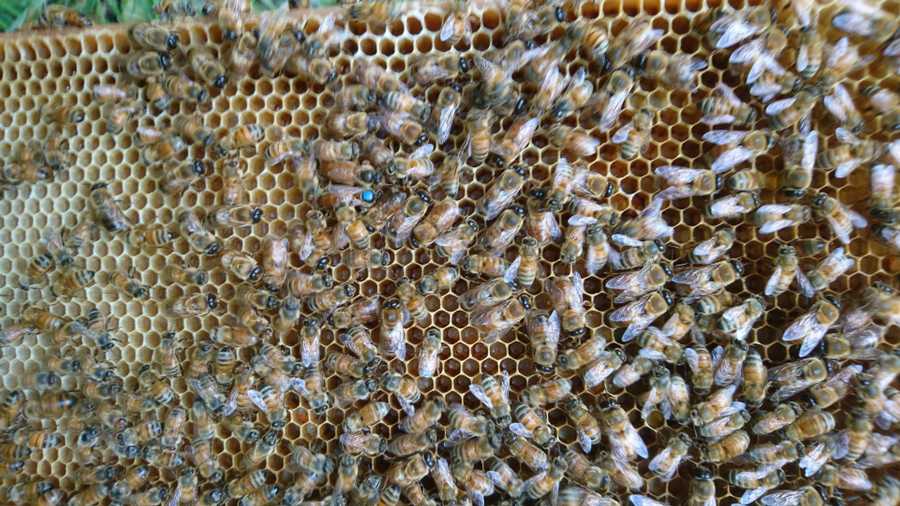 Mesilased kärjel. Honeybees on honeycomb..